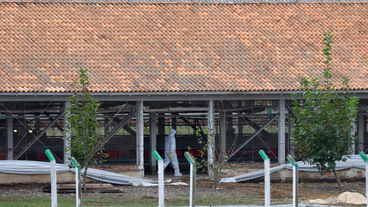 巴西将恢复向17国出口禽肉产品【秘鲁新世界日報】